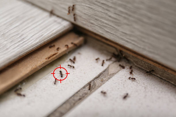 Best Flea Control Services  in Blackhawk, CA
